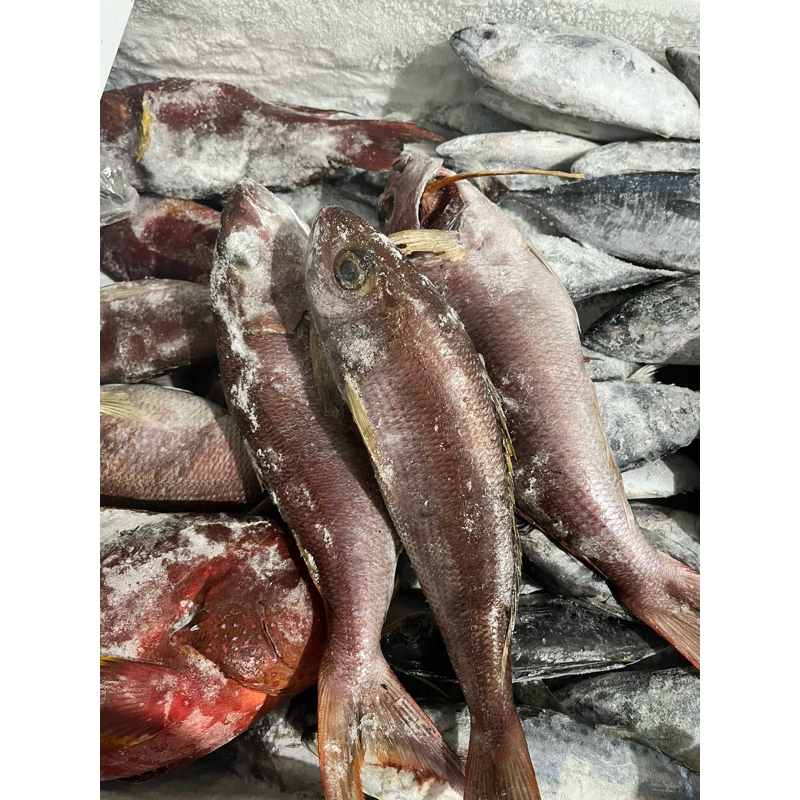 

MAM FROZEN SEA FISH - IKAN KURISI/KAKAP/KERAPU