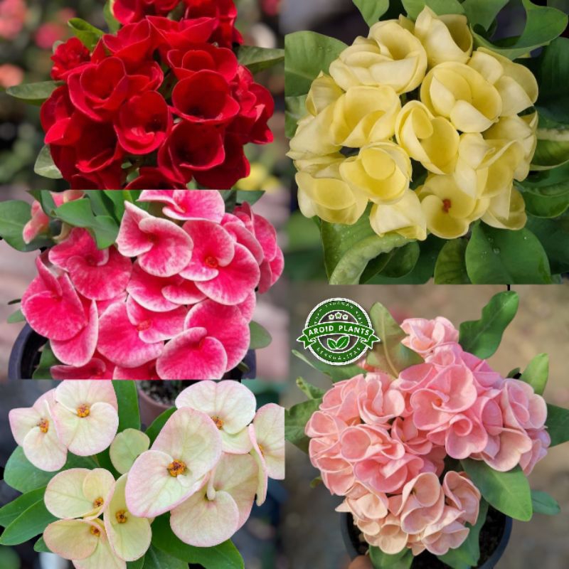 Paket Hemat 5 Jenis Tanaman Hias Bunga Euphorbia Milli - Bibit Pohon Bunga Euphorbia Milli