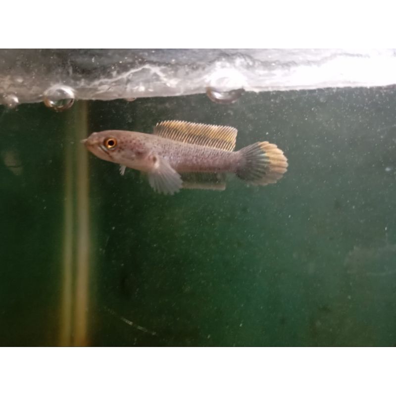 channa limbata cb ses 5-6cm