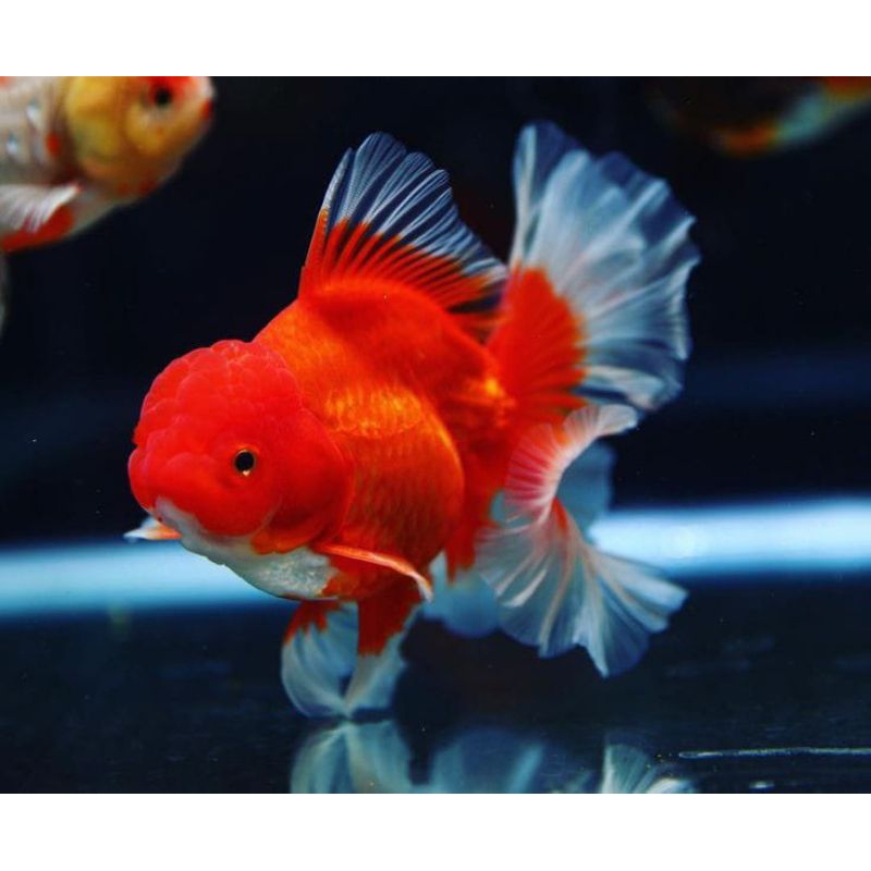 

MAS KOKI ORANDA SUPER RED GRADE A+