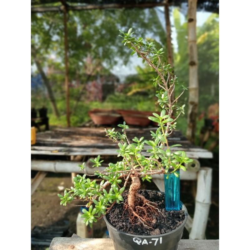 QA-71, BAHAN BONSAI SANTIGI MAWAR SUPER SEMAI BIJI
