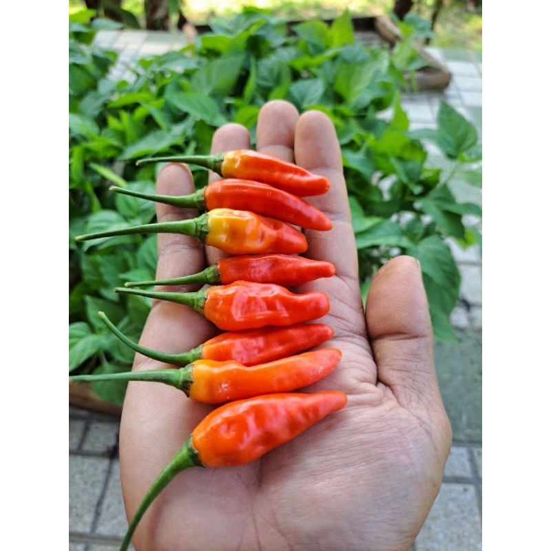 

CABE RAWIT MERAH ORI 212 SUPER
