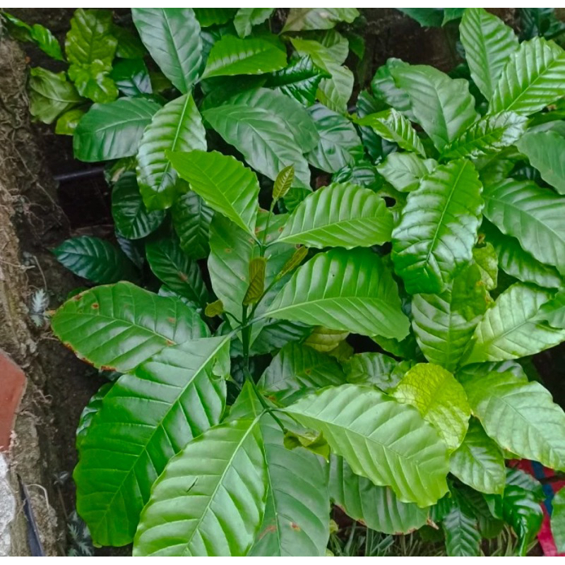 BENIH BIBIT KOPI ROBUSTA UNGGUL TERBAIK SIAP TANAM