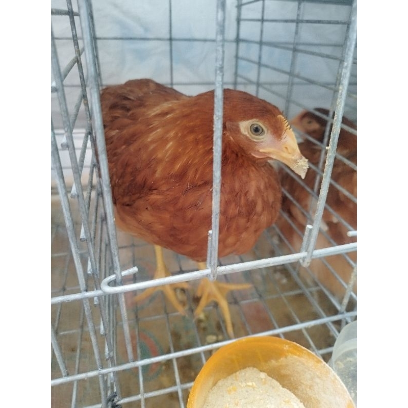 pullet ayam petelur usia 4 bulan