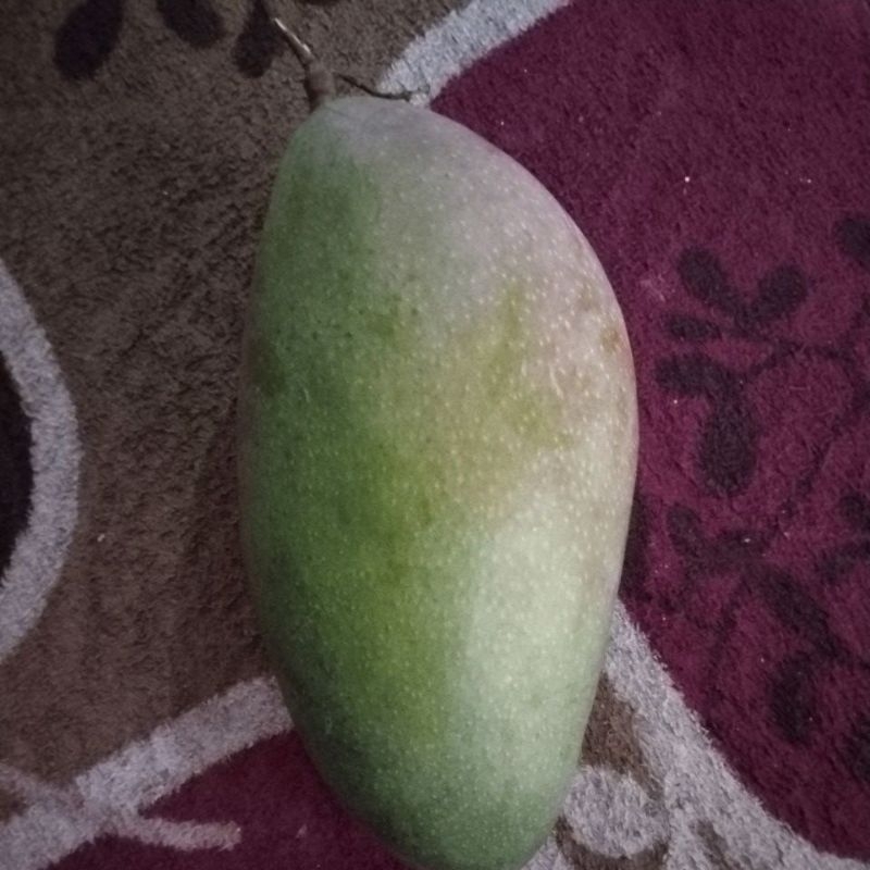 

MANGGA*KIOJAY*600gram