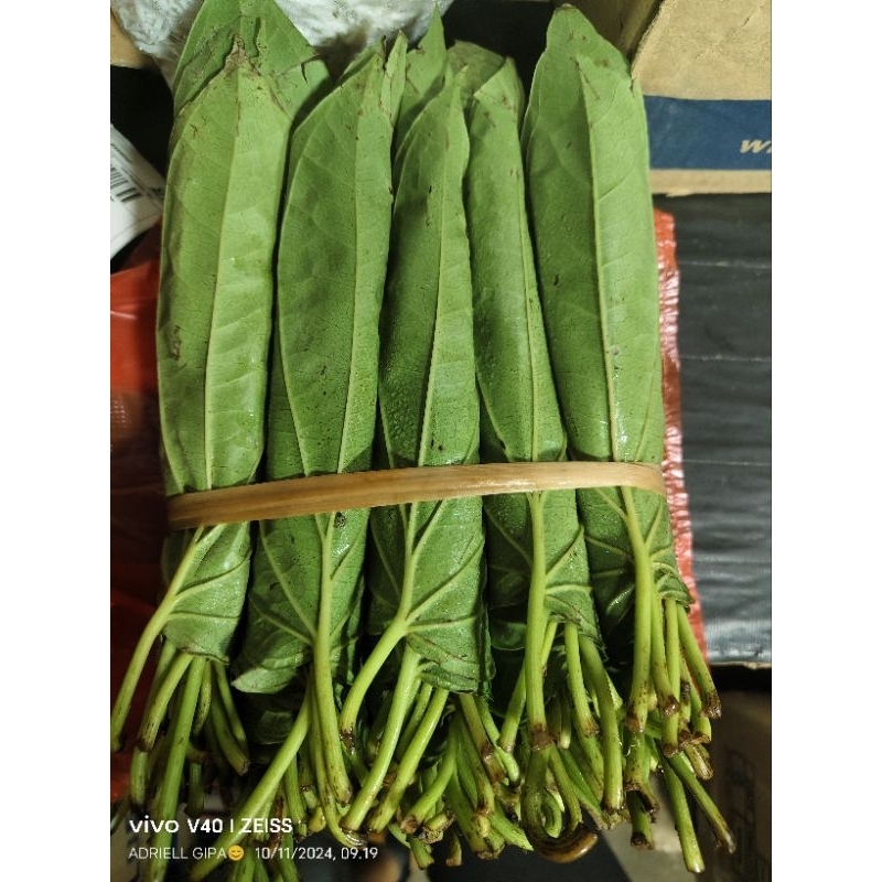 

sirih medan segar 1 ikat / sirih medan 1 pedi