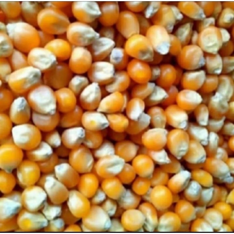 Jagung popcorn mentah / jagung untuk popcorn repack  500gr 1000gr