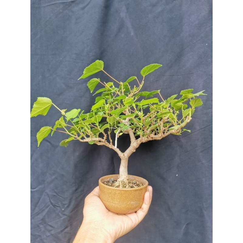 bahan bonsai mame waru india