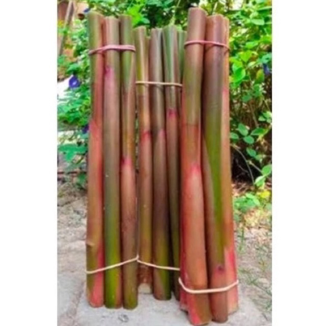 

Batang Kecombrang Super 500 gram