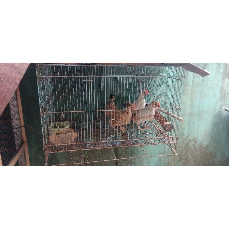 Ayam serama