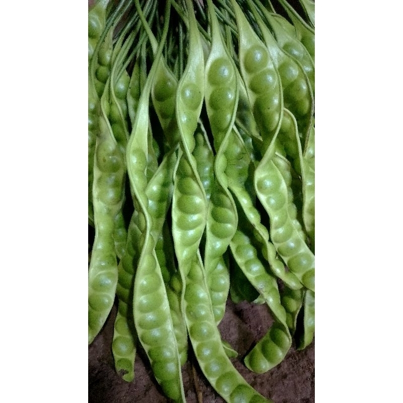 

BUAH PETE 10RB DAPET 5 PAPAN