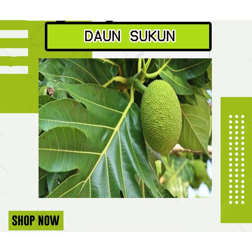 

DAUN SUKUN BASAH SEGAR FRESH | PER 10 LEMBAR | MURAH DAN ANTI OKSIDAN