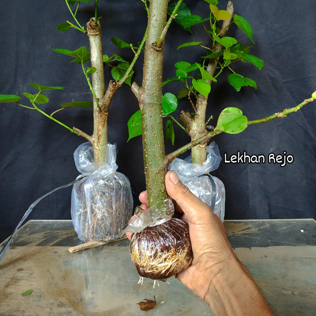 Waru India ORI, Bahan Progam Bonsai, Besar Kira-Kira Setang Motor s.d Jempol Kaki