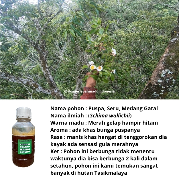 

Bunga Puspa |500gr| Madu Asli Hutan Liar Murni 100% Tanpa Campuran Apapun from the forests of West Java (500g)