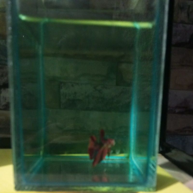 Ikan cupang hmpk nemo