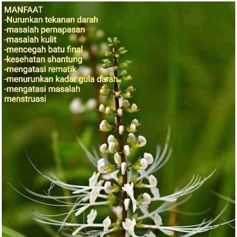 

Daun kumis kucing segar berat 500 gram