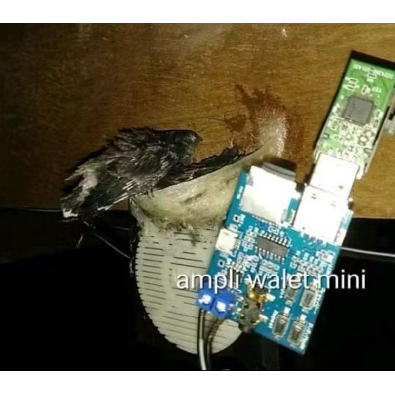 Ampli mp3 mini pemanggil walet dan menginapkan walet / audio walet / ampli walet / speaker walet