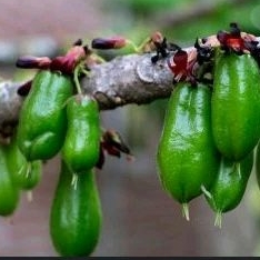 

belimbing wuluh segar langsung di petik