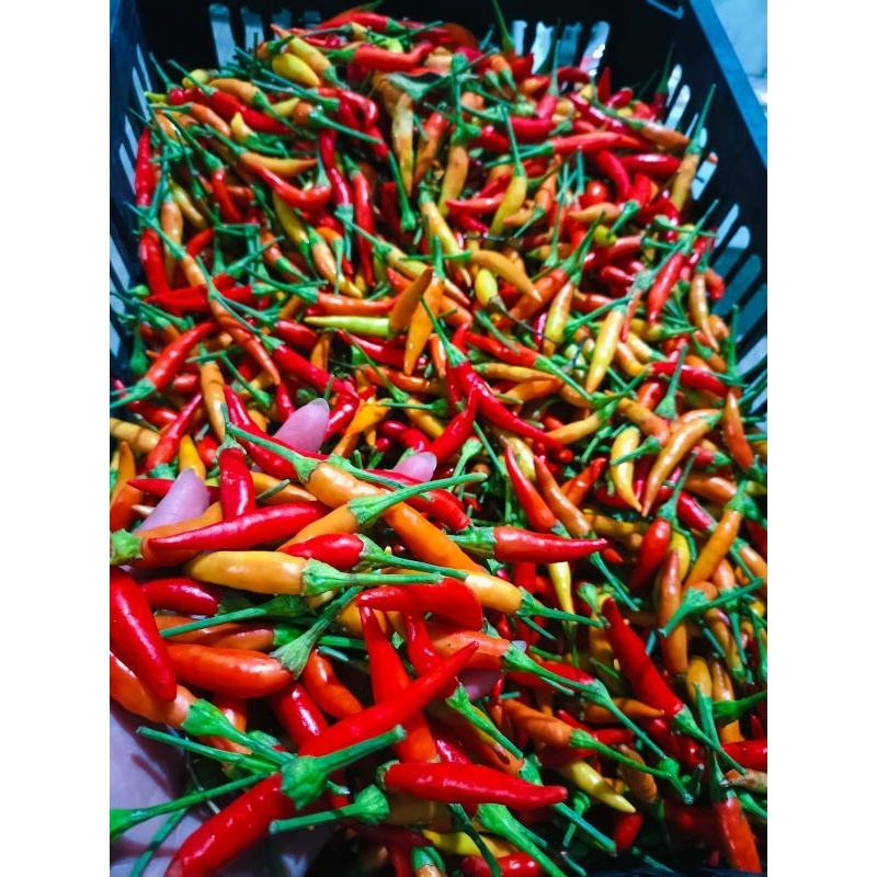 

*Lombok cilik*✓250gram