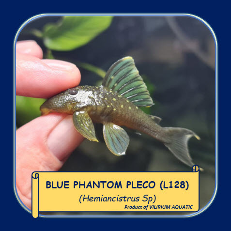 IKAN HIAS AIR TAWAR - BLUE PHANTOM PLECO / HEMIANCISTRUS SP (L128)