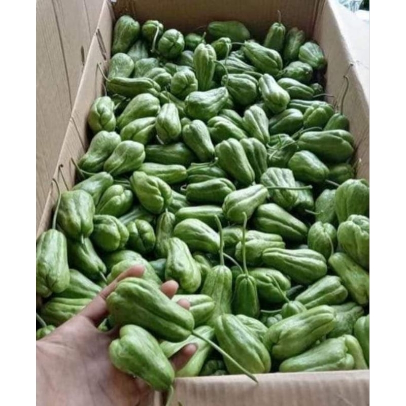 

Labu Siam baby / mini / kecil 1 KG