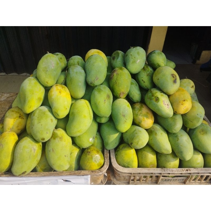 

mangga harum manis