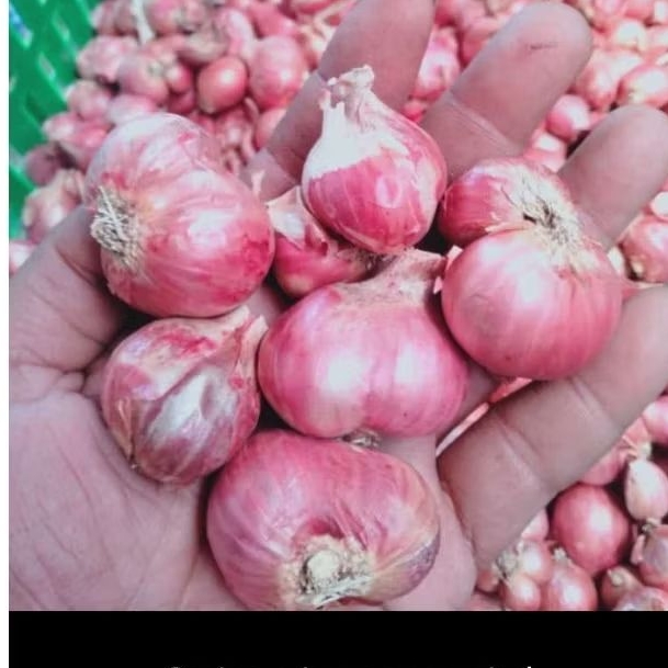 

BRAMBANG BAWANG MERAH FRESH GARING SRING