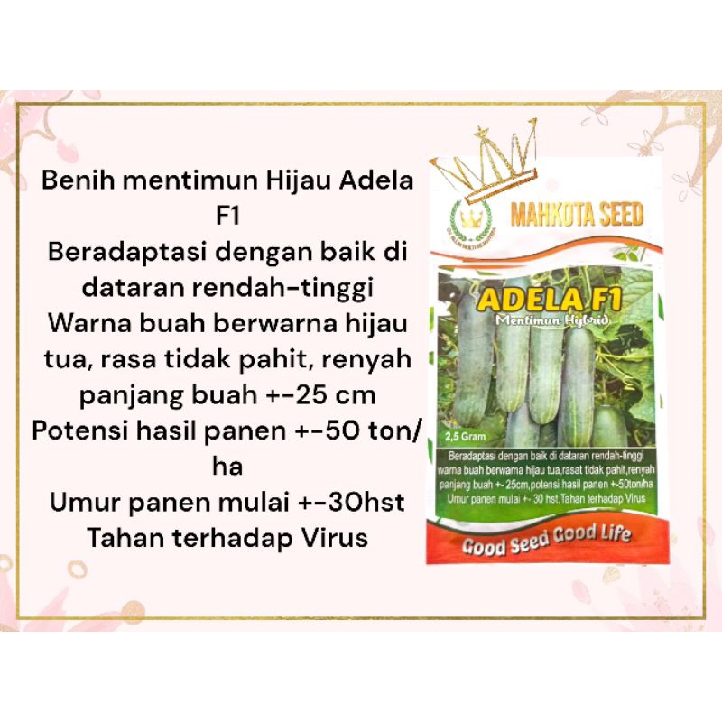 Benih Mentimun Hybrid Adela F1 Timun Hijau Bibit Timun Hijau