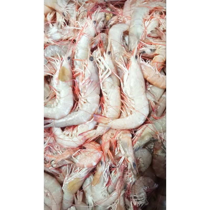 

UDANG FRESH