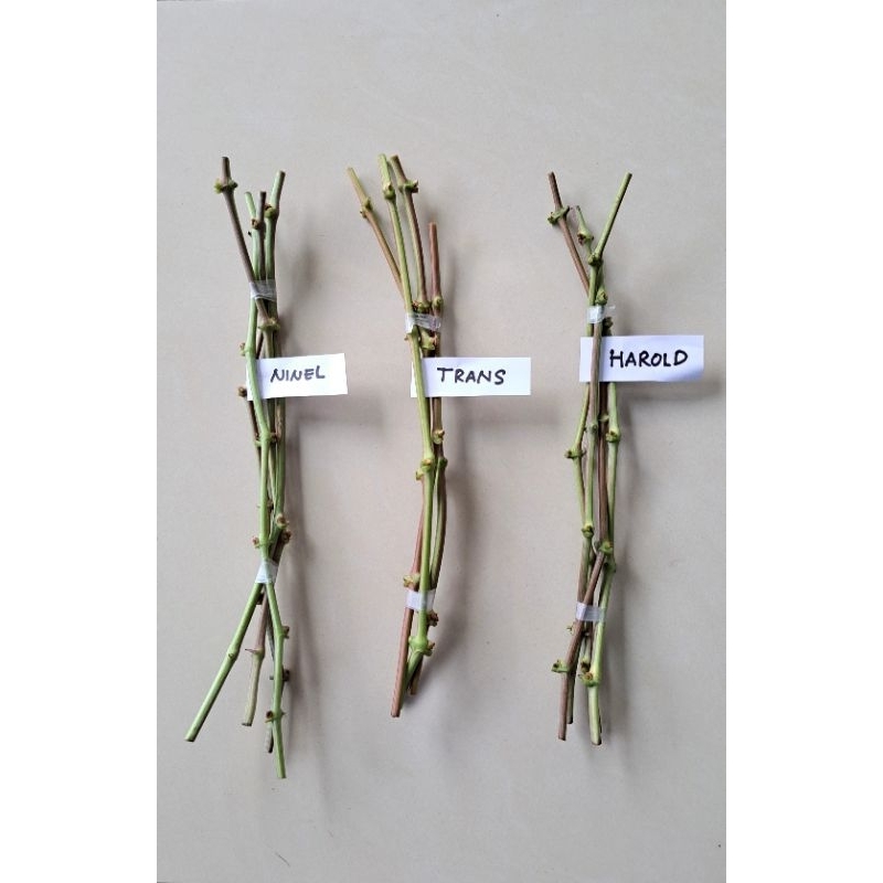 Paket entres anggur genjah mudah berbuah (ninel,trans,harold)