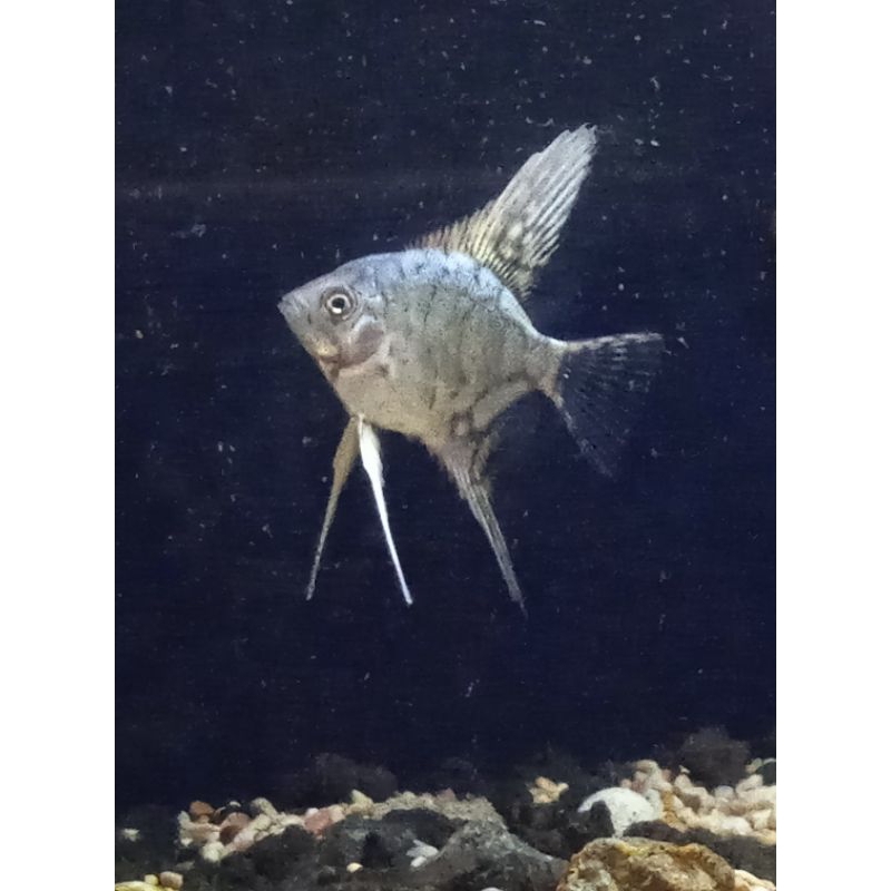 Hiasan Aquarium Manfish Smokey paraiba