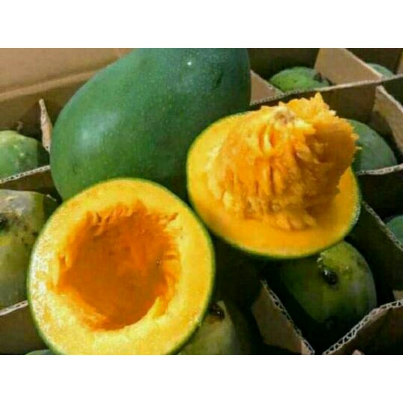 

Mangga Alpukat Klonal 21 asli Bangil Pasuruan - Matang Pohon