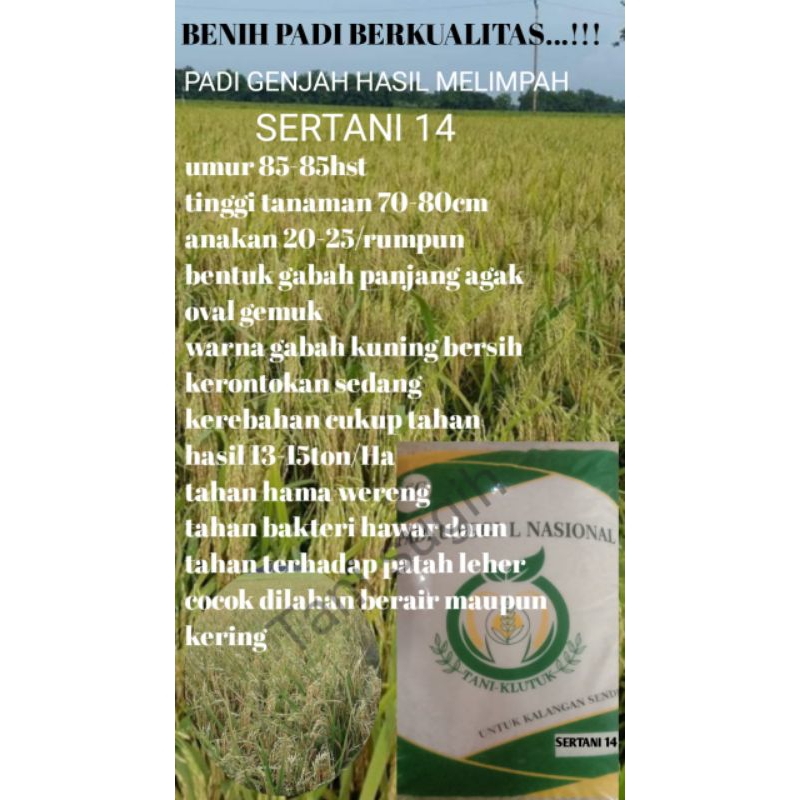 Benih/benih padi  MSP SERTANI 14 kemasan 5kg bulir besar,bobot bagus