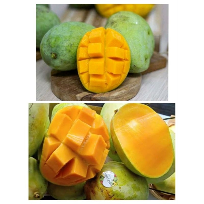 

mangga