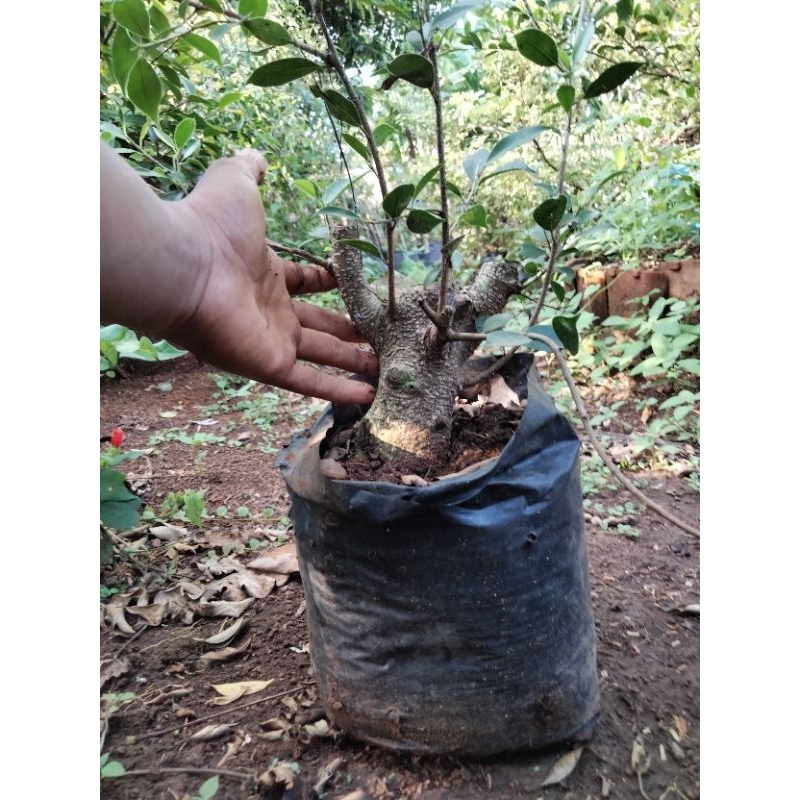 Bahan bonsai kimeng bonggol bogel prospek