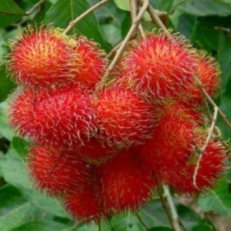 

rambutan binjai