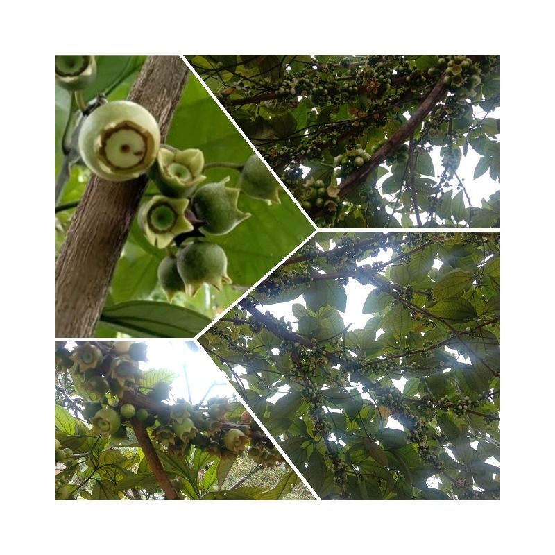 

Buah Harendong Asli Hutan 250gr
