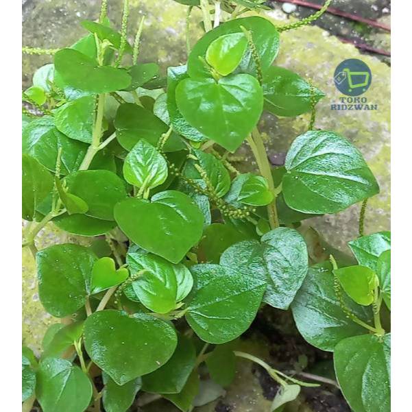 

daun sirih cina khasiat demam, jerawat, bisul, asbes, sakit kepala, sakit perut, radang kulit