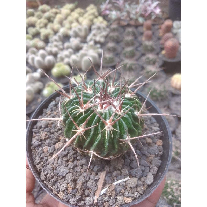 stenocactus ownroot duri sangar