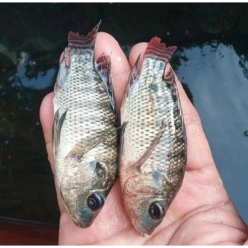 Nila hitam nirwana 3