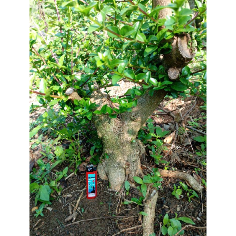 Bahan bonsai sancang diamter batang 27cm lebih pilihan banyak hasil stek batang besar pilihan banyak