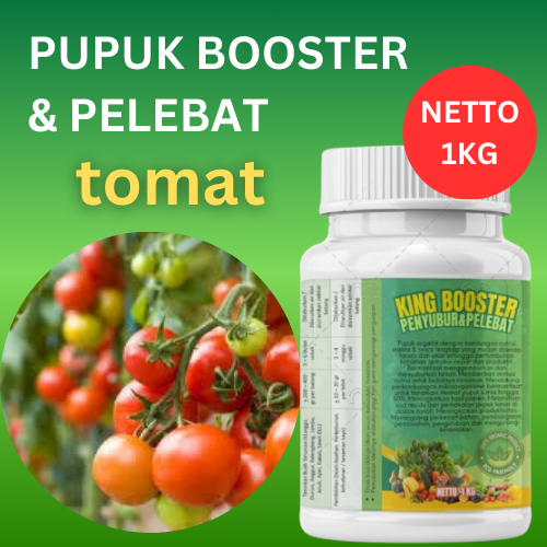 PUPUK PELEBAT BUAH TOMAT