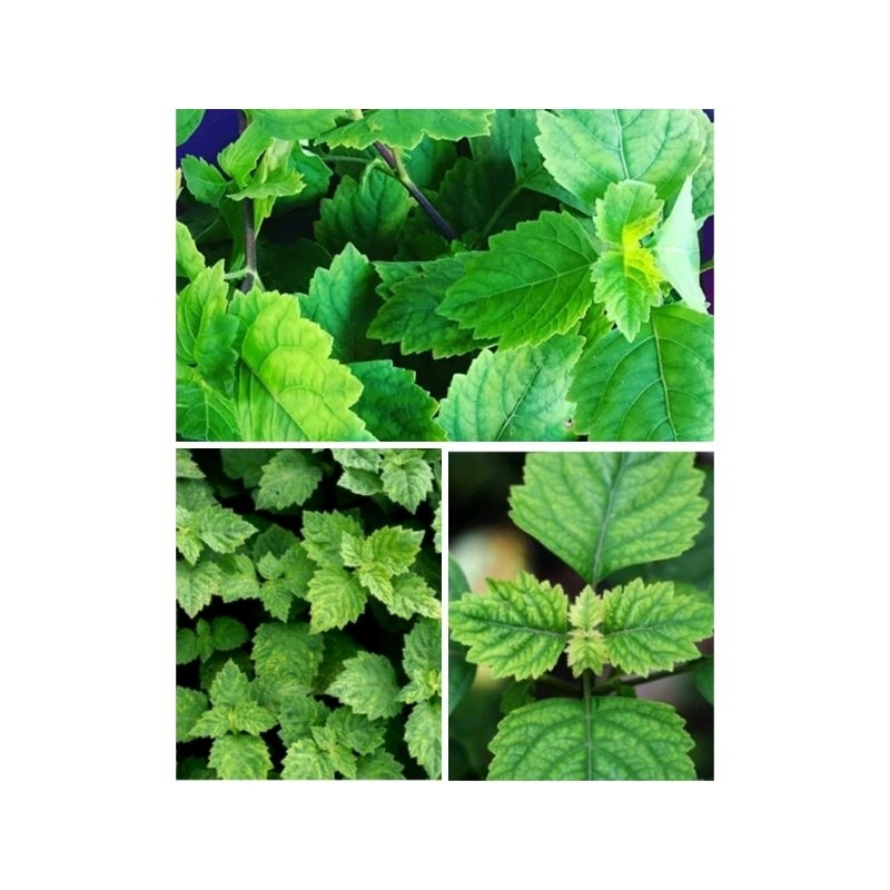 

Daun Nilam asli segar alami/batang