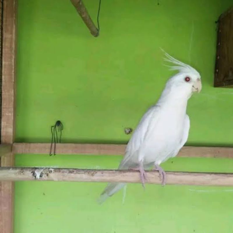 BURUNG FALK ALBINO MATA MERAH