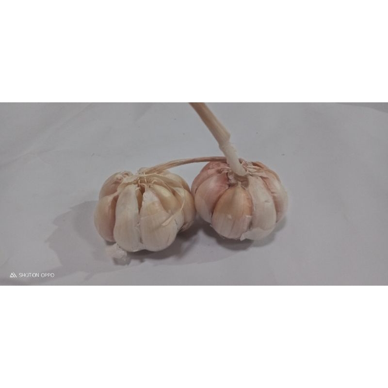 

Bawang putih. Bumbu dapur
