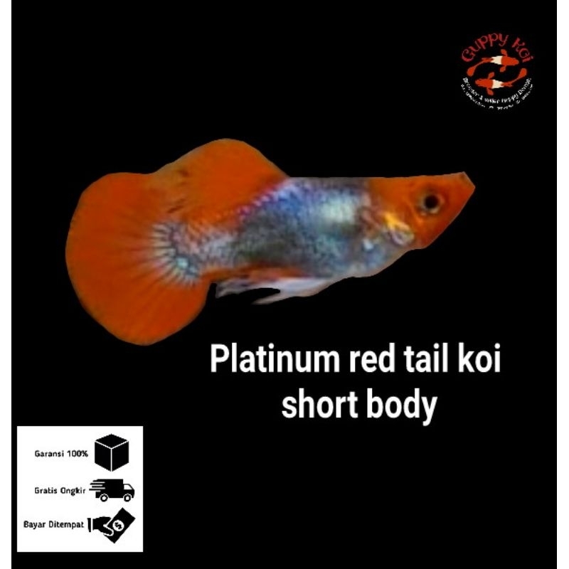 hiasan aquarium 1 pasang guppy prt koi SB/platinum red tail koi short body