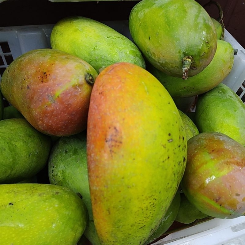 

MANGGA KIOJAY 1KG