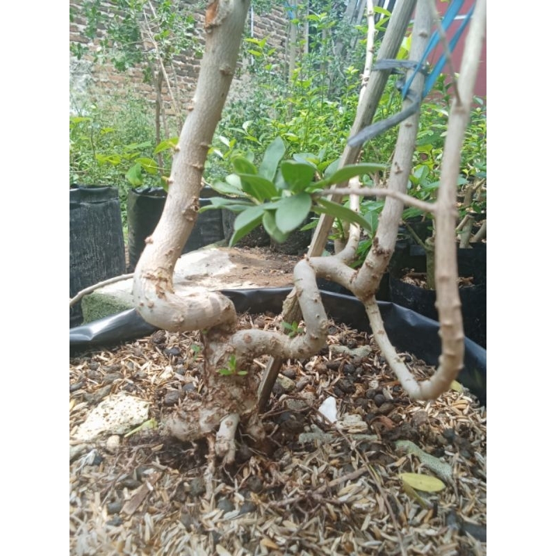 Bonsai santigi karang program dari biji