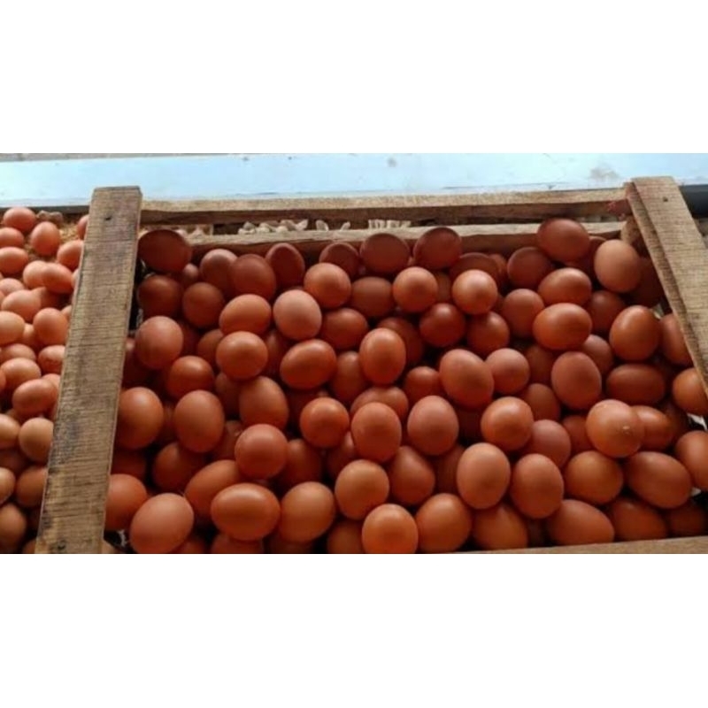 

telur ayam fresh 500 gram