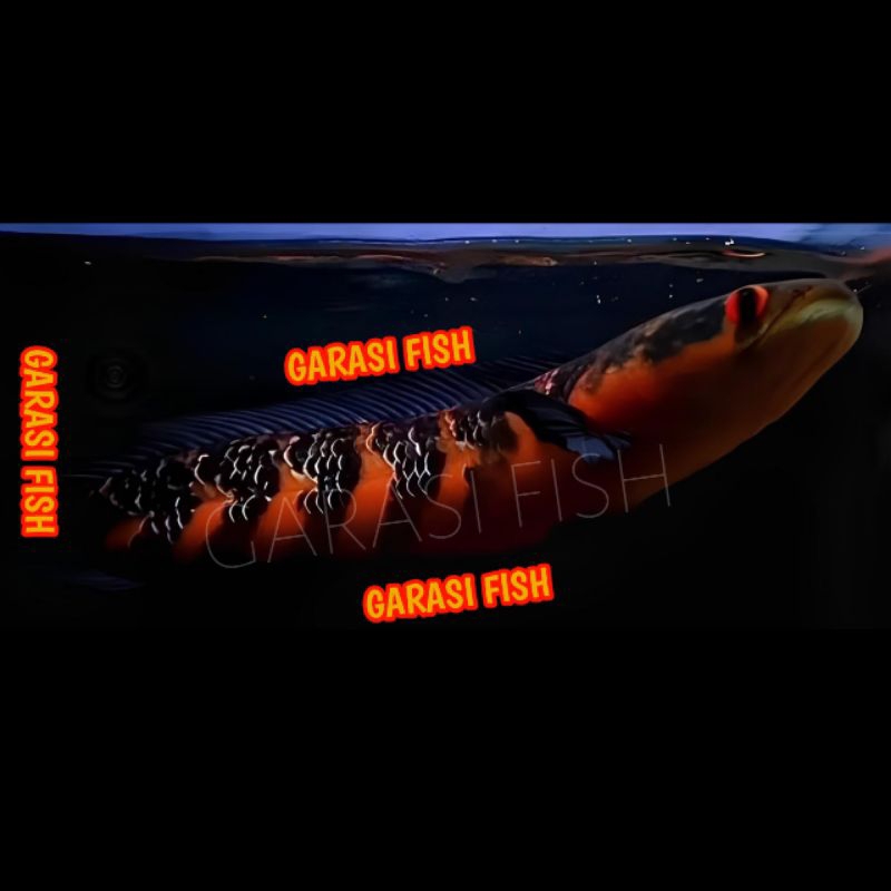 Channa Red Sentarum Simet Cabung Bunga Size 20-23Cm Spek Kontes Sortiran Terbaik,Channa Maru Red Sen